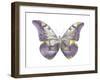 Butterfly in Teal and Blue-Julia Bosco-Framed Art Print