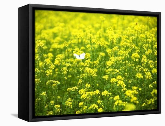 Butterfly in the Rape Field-null-Framed Stretched Canvas