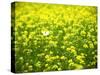 Butterfly in the Rape Field-null-Stretched Canvas