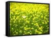 Butterfly in the Rape Field-null-Framed Stretched Canvas