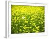 Butterfly in the Rape Field-null-Framed Photographic Print