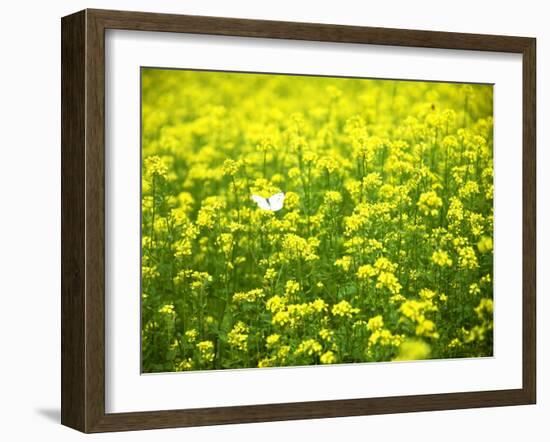 Butterfly in the Rape Field-null-Framed Photographic Print