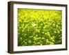 Butterfly in the Rape Field-null-Framed Photographic Print