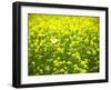 Butterfly in the Rape Field-null-Framed Photographic Print