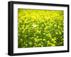 Butterfly in the Rape Field-null-Framed Photographic Print