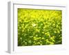 Butterfly in the Rape Field-null-Framed Photographic Print