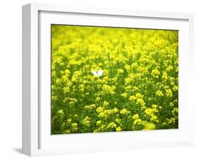 Butterfly in the Rape Field-null-Framed Photographic Print