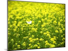 Butterfly in the Rape Field-null-Mounted Photographic Print