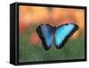 Butterfly in the White River Gardens, Indianapolis, Indiana, USA-Anna Miller-Framed Stretched Canvas