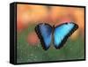 Butterfly in the White River Gardens, Indianapolis, Indiana, USA-Anna Miller-Framed Stretched Canvas