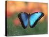 Butterfly in the White River Gardens, Indianapolis, Indiana, USA-Anna Miller-Stretched Canvas