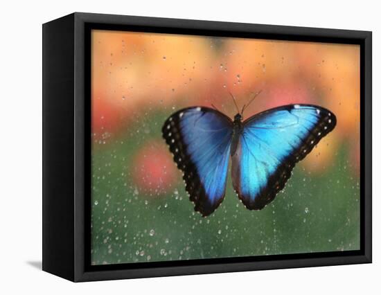 Butterfly in the White River Gardens, Indianapolis, Indiana, USA-Anna Miller-Framed Stretched Canvas