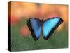 Butterfly in the White River Gardens, Indianapolis, Indiana, USA-Anna Miller-Stretched Canvas