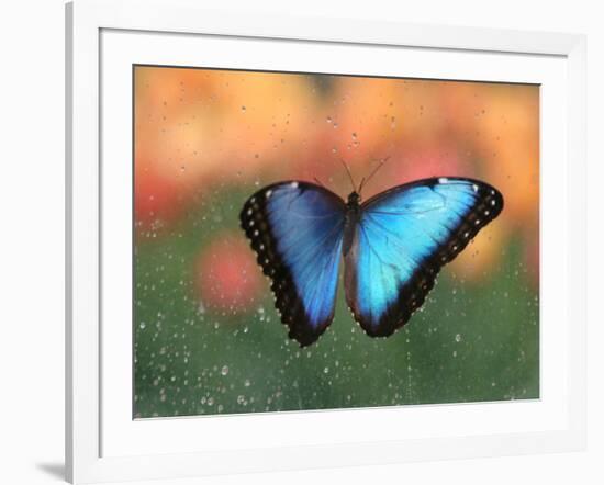 Butterfly in the White River Gardens, Indianapolis, Indiana, USA-Anna Miller-Framed Photographic Print