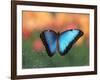 Butterfly in the White River Gardens, Indianapolis, Indiana, USA-Anna Miller-Framed Photographic Print