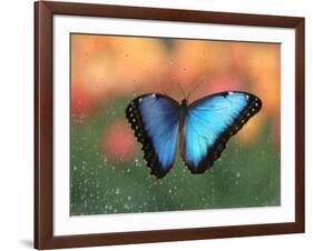 Butterfly in the White River Gardens, Indianapolis, Indiana, USA-Anna Miller-Framed Photographic Print