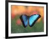 Butterfly in the White River Gardens, Indianapolis, Indiana, USA-Anna Miller-Framed Photographic Print