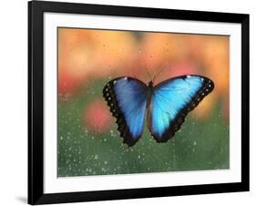 Butterfly in the White River Gardens, Indianapolis, Indiana, USA-Anna Miller-Framed Photographic Print