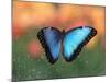 Butterfly in the White River Gardens, Indianapolis, Indiana, USA-Anna Miller-Mounted Photographic Print