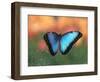 Butterfly in the White River Gardens, Indianapolis, Indiana, USA-Anna Miller-Framed Photographic Print