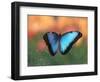 Butterfly in the White River Gardens, Indianapolis, Indiana, USA-Anna Miller-Framed Photographic Print