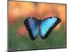 Butterfly in the White River Gardens, Indianapolis, Indiana, USA-Anna Miller-Mounted Photographic Print