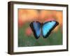 Butterfly in the White River Gardens, Indianapolis, Indiana, USA-Anna Miller-Framed Photographic Print