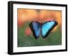 Butterfly in the White River Gardens, Indianapolis, Indiana, USA-Anna Miller-Framed Photographic Print