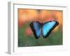 Butterfly in the White River Gardens, Indianapolis, Indiana, USA-Anna Miller-Framed Photographic Print