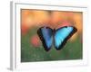 Butterfly in the White River Gardens, Indianapolis, Indiana, USA-Anna Miller-Framed Photographic Print