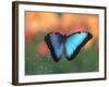 Butterfly in the White River Gardens, Indianapolis, Indiana, USA-Anna Miller-Framed Photographic Print