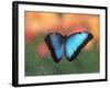 Butterfly in the White River Gardens, Indianapolis, Indiana, USA-Anna Miller-Framed Photographic Print