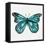 Butterfly in Turquoise-Cat Coquillette-Framed Stretched Canvas