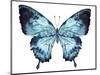 Butterfly Indigo Blue Watercolor-Alecs Chu-Mounted Art Print