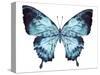 Butterfly Indigo Blue Watercolor-Alecs Chu-Stretched Canvas