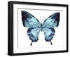 Butterfly Indigo Blue Watercolor-Alecs Chu-Framed Art Print