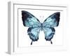 Butterfly Indigo Blue Watercolor-Alecs Chu-Framed Art Print