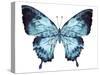 Butterfly Indigo Blue Watercolor-Alecs Chu-Stretched Canvas