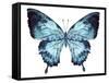 Butterfly Indigo Blue Watercolor-Alecs Chu-Framed Stretched Canvas