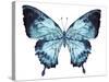 Butterfly Indigo Blue Watercolor-Alecs Chu-Stretched Canvas