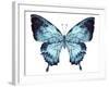 Butterfly Indigo Blue Watercolor-Alecs Chu-Framed Art Print