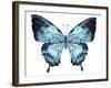 Butterfly Indigo Blue Watercolor-Alecs Chu-Framed Art Print