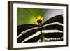 Butterfly Isolated-Nelson Charette-Framed Photographic Print