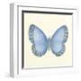 Butterfly IV-Sophie Golaz-Framed Premium Giclee Print