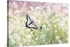 Butterfly Kisses-Elizabeth Kay-Stretched Canvas