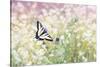 Butterfly Kisses-Elizabeth Kay-Stretched Canvas