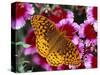 Butterfly Landing on Flowers-Ralph Morsch-Stretched Canvas