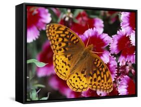 Butterfly Landing on Flowers-Ralph Morsch-Framed Stretched Canvas