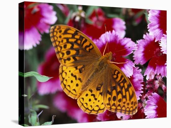 Butterfly Landing on Flowers-Ralph Morsch-Stretched Canvas
