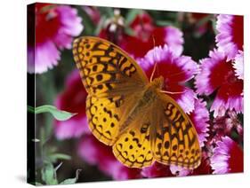 Butterfly Landing on Flowers-Ralph Morsch-Stretched Canvas